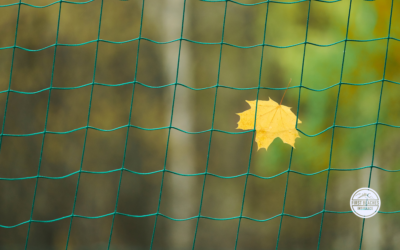 Fall into a Safety Net: The Importance of Personal Liability Insurance